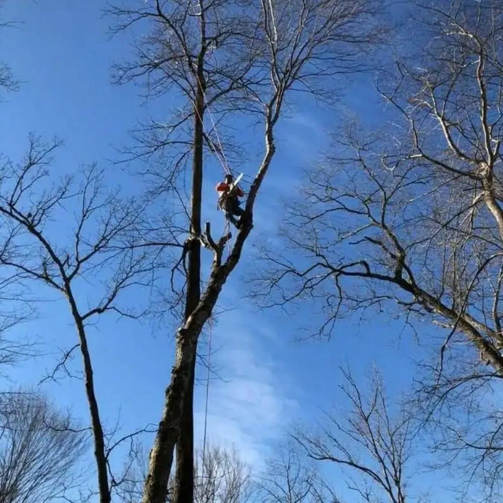 Complete Guide to Tree Services in Manassas, VA: Removal, Trimming, Costs & Local Tips